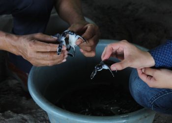 Superan la meta de recolección e incubación de huevos de tortuga en Ahuachapán