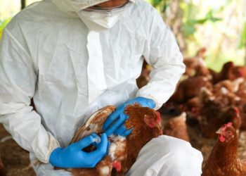 Argentina declara emergencia sanitaria por influenza aviar