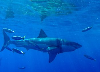 Un australiano muere tras ser atacado por tiburón en Nueva Caledonia