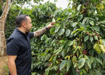 Ministerio de Agricultura presenta variedad de café resistente a la roya