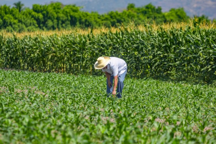 El Salvador logró una cosecha histórica de maíz blanco gracias a la entrega gratuita de 600,000 paquetes agrícolas, destacó Óscar Rodríguez.