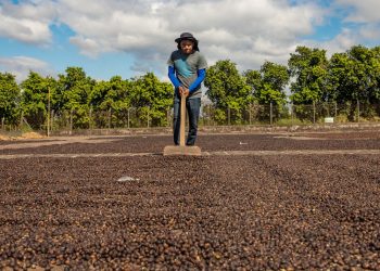 Exportaciones de café salvadoreño incrementaron 69 % en enero
