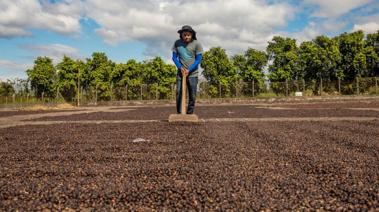 Solo para esta última cosecha, el sector caficultor reporta más de 40,257 empleos permanentes. Foto / Diario El Salvador.