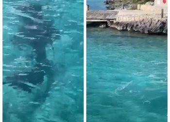 Perro se enfrenta a un tiburón martillo en Exuma, Bahamas