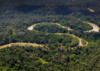 La deforestación en la Amazonía brasileña ya batió récord para febrero