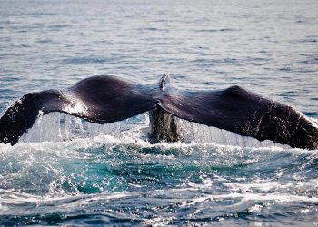 Encuentran muerta una ballena jorobada en playa de Guatemala