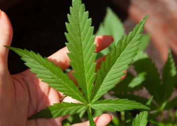 Twitter, la primera plataforma de redes sociales en EE. UU. que permite anuncios de cannabis