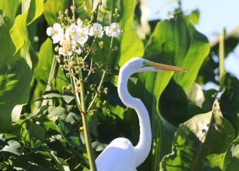 Casi 300 especies de aves se refugian en la laguna El Jocotal