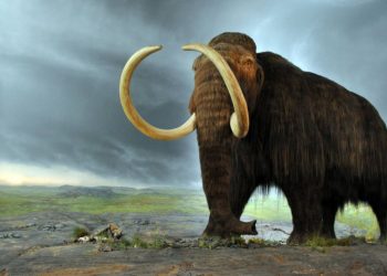 Los neandertales cazaban gigantescos elefantes