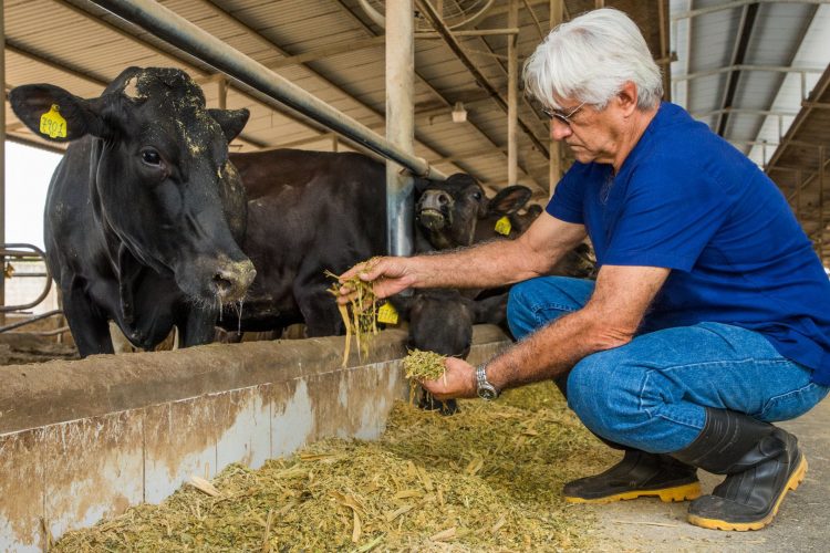 El objetivo es brindar opciones para que los
animales coman en época seca.