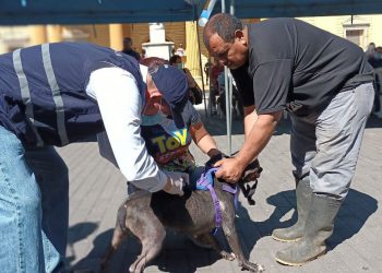 Pretenden vacunar a 120,000 perros y gatos en Santa Ana