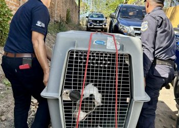 Sancionarán al dueño de perro que atacó a niña en San Pedro Masahuat, La Paz