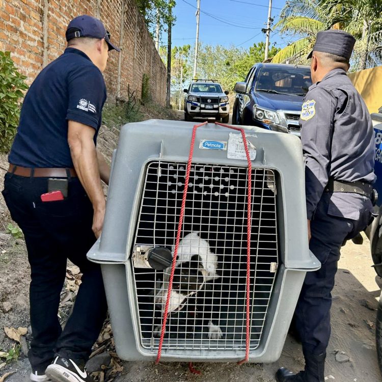 Foto/ Diario El Salvador