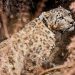 Un leopardo mascota siembra pánico en barrio de la capital de Pakistán