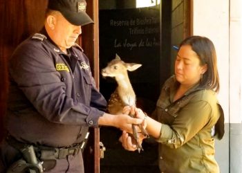 PNC entrega animales encontrados en Santa Ana a Ministerio de Medio Ambiente