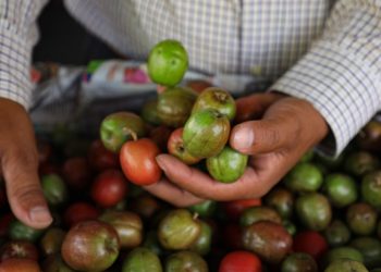El jocote, rey del mercado La Tiendona en San Salvador