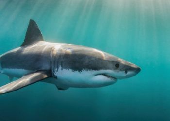 Un tiburón mata a una joven en Australia
