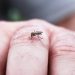 Bolivia registra ola creciente de dengue en 2023 con 26 fallecidos