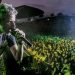 Los Cafres anuncian concierto en El Salvador