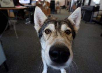 Colocarán depósitos para alimentar a perros en San Miguel