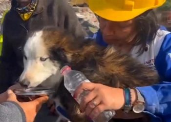 Rescatan a perro en Turquía tres semanas después de terremoto