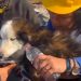Rescatan a perro en Turquía tres semanas después de terremoto