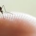 Ecuador detecta primer caso importado de chikunguña