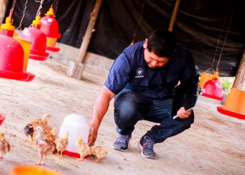 Entregan más de 800 pollos para emprendimientos en San Miguel