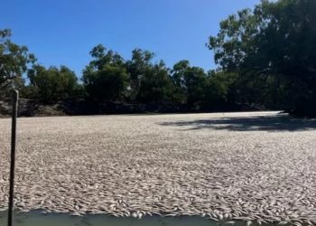 Millones de peces muertos bloquean un río australiano