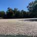 Millones de peces muertos bloquean un río australiano