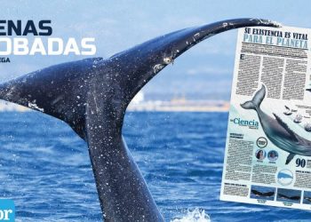 Especial: Ballenas jorobadas