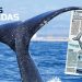 Especial: Ballenas jorobadas
