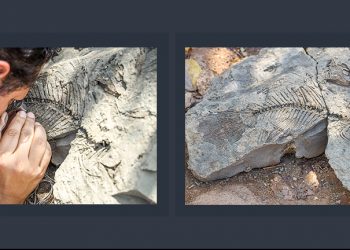 Museo de Historia Natural de El Salvador reporta nuevo hallazgo de fósiles en Chalatenango