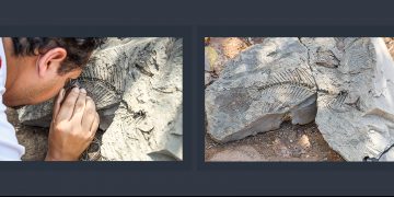 Museo de Historia Natural de El Salvador reporta nuevo hallazgo de fósiles en Chalatenango