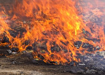 Destruyen droga decomisada en más de 40 operativos y valorada en más de $110,000