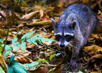 Día Mundial de la Vida Silvestre, un recordatorio para proteger las especies en peligro