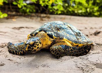 Más de 11 millones de neonatos de tortugas marinas han sido liberados en costas salvadoreñas, según Medio Ambiente