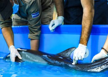 Medio Ambiente atendió varamiento de delfín en Costa del Sol