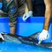 Medio Ambiente atendió varamiento de delfín en Costa del Sol