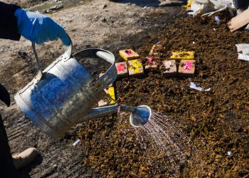 Autoridades destruyen droga incautada en Santa Ana y San Salvador, valorada en más de $360 mil