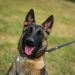 Eva: la nueva agente canina de la Policía Nacional Civil que inició su adiestramiento