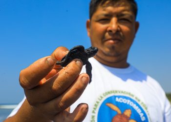 Aumenta la liberación de tortugas marinas en peligro de extinción en la Barra de Santiago