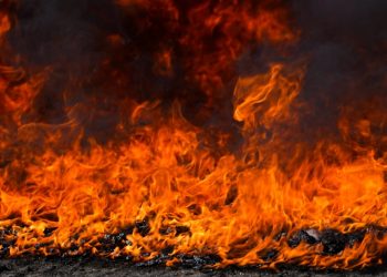 Fiscalía destruye droga valuada en más de $366,000