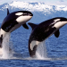 Un dúo de orcas asesinas siembra el terror entre los tiburones de Sudáfrica