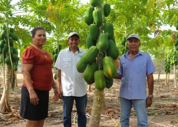 Pareja es referente en el cultivo de la papaya en Jiquilisco, Usulután