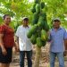 Pareja es referente en el cultivo de la papaya en Jiquilisco, Usulután