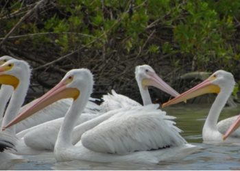 Más de 600 pelícanos muertos en isla colombiana del Pacífico por gripe aviar