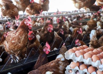 Ministerio de Agricultura declara alerta zoosanitaria preventiva por influenza aviar en El Salvador