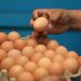 Gobierno de El Salvador tasa con cero aranceles el ingreso de huevos de gallina