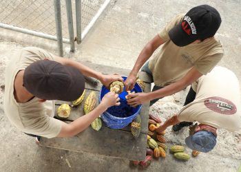 Finca Cuyancúa impulsa el renacer del cultivo de cacao en El Salvador